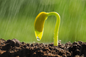 a growing plant in a vegetable garden as part of an ecosystem