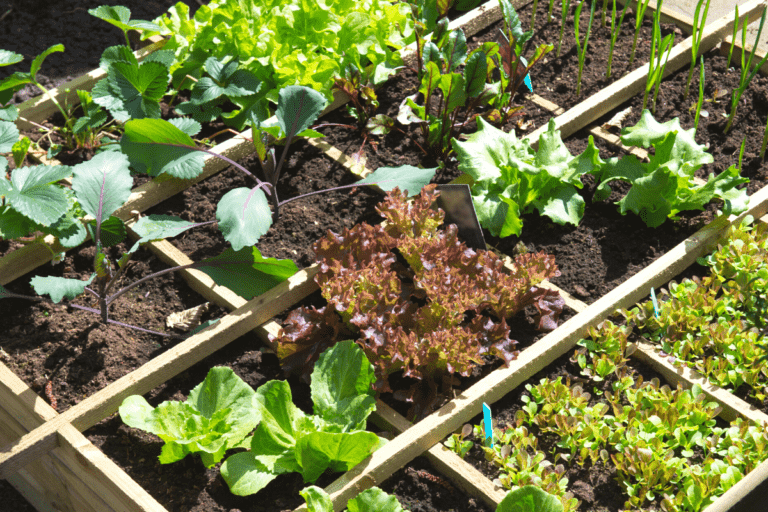 How much sun does a vegetable garden need? Growing Happy Plants