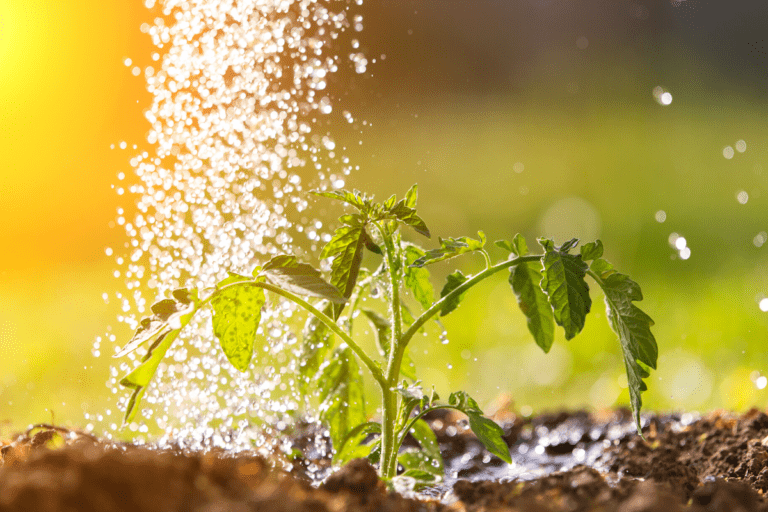 How often should you water a vegetable garden? Growing Happy Plants