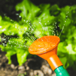 lettuce in a vegetable garden being watered