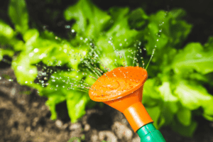 lettuce in a vegetable garden being watered