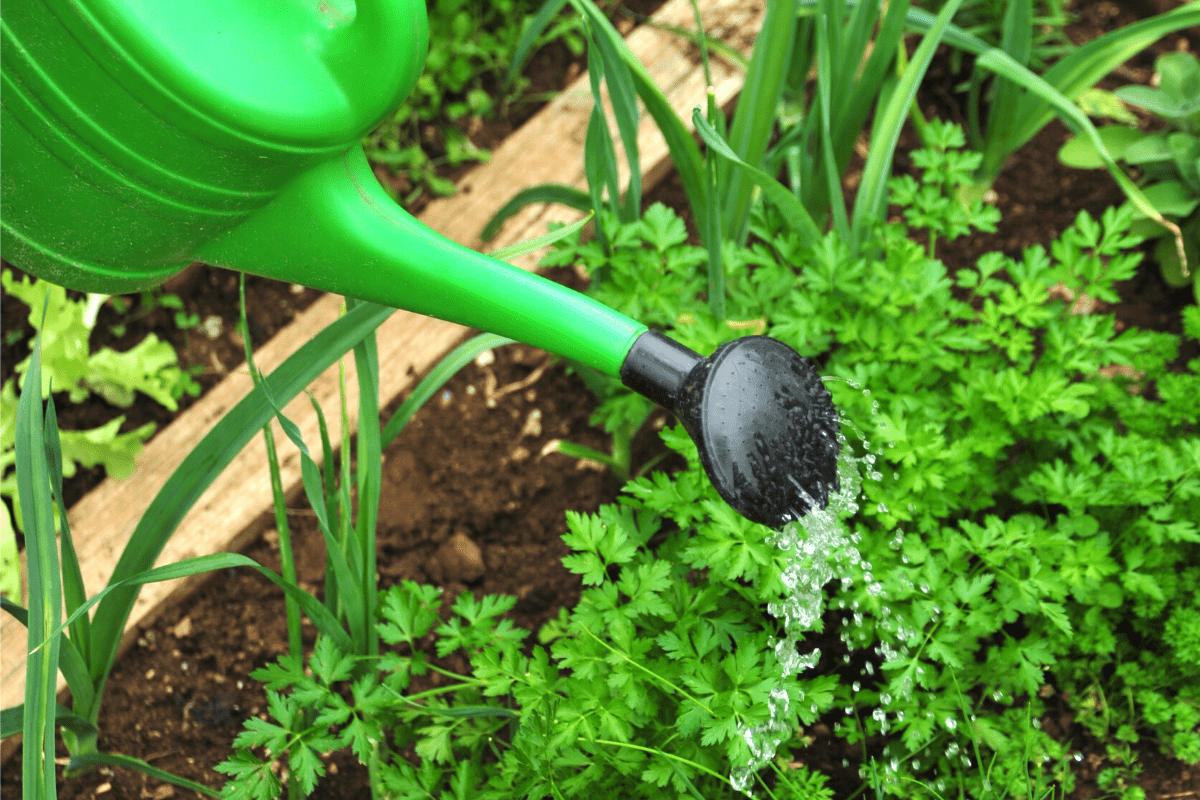 How often should you water a vegetable garden? Growing Happy Plants