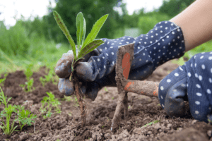 gardener clearing a vegetable garden bed full of weeds by hand