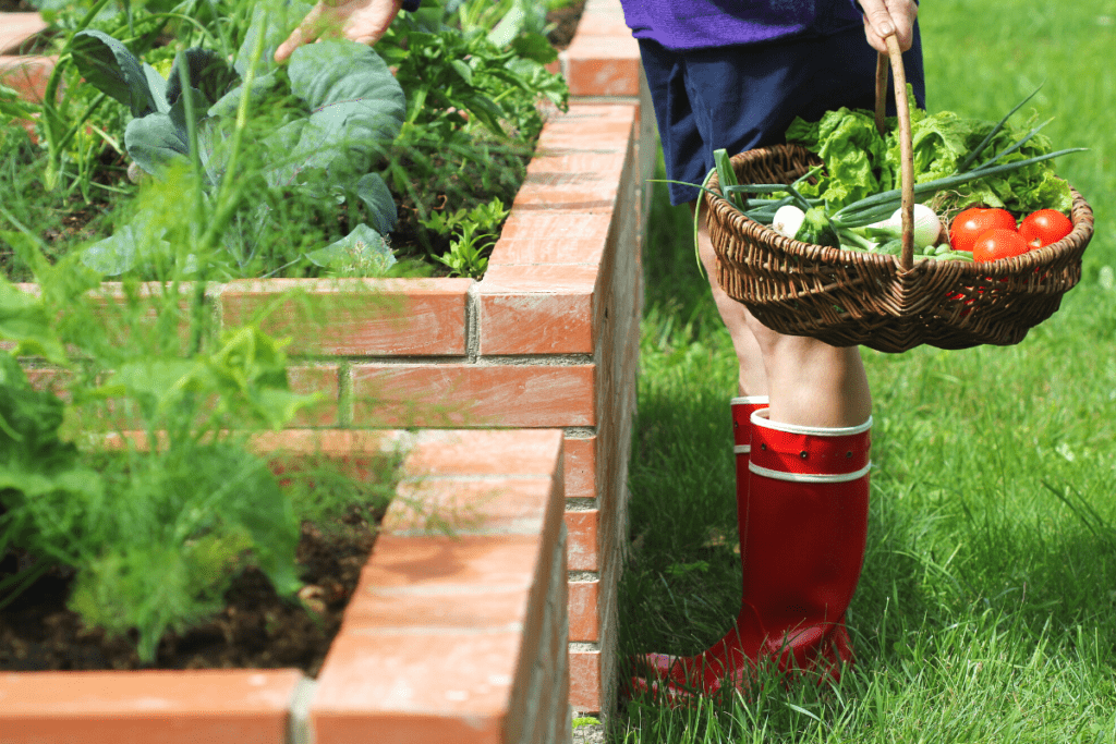 man standing next to his vegetable garden bed, holding a basket with harvested vegetables inside