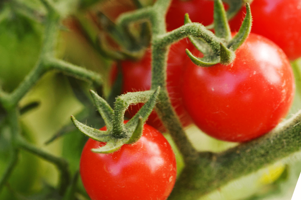 tomatoes growing in a vegetable garden