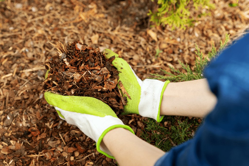 gardener holding up a handful of mulch