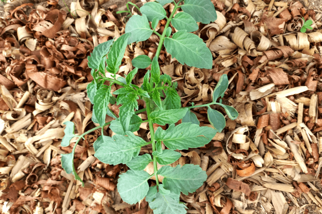 tomato plant surrounded by wood chips mulch