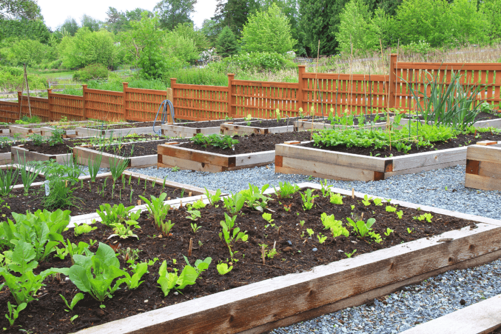 terraced vegetable garden with raised beds made level