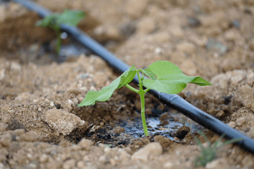 drip irrigation to manage water runoff in a vegetable garden on a hill