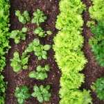 lettuce and other vegetables growing in a backyard garden at home