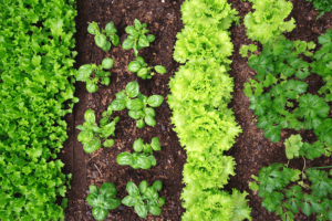 lettuce and other vegetables growing in a backyard garden at home