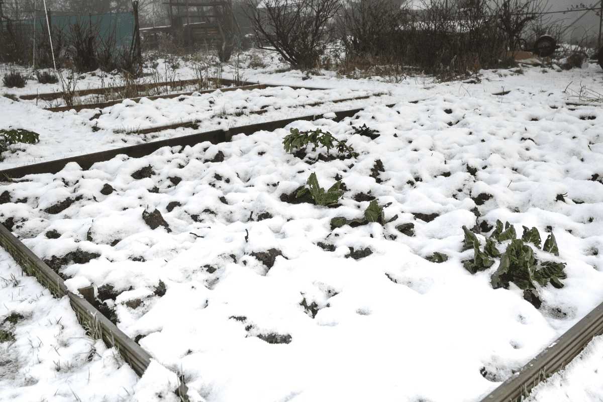 vegetable garden covered with snow in winter