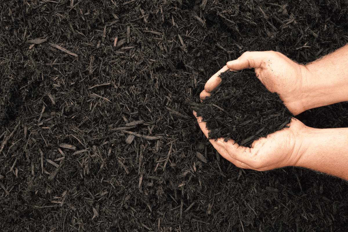 Should I cover my vegetable garden in winter? Growing Happy Plants