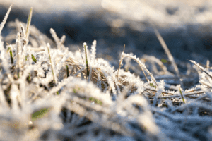 winter rye as cover for vegetable garden beds