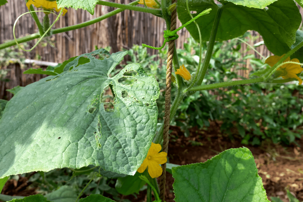 cucumber plant with leaves with holes in it caused by cucumber beetles