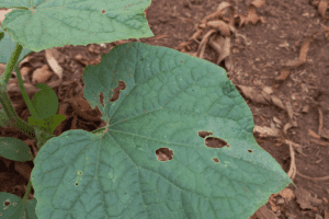 cucumber leaf with holes in it caused by cucumber beetles