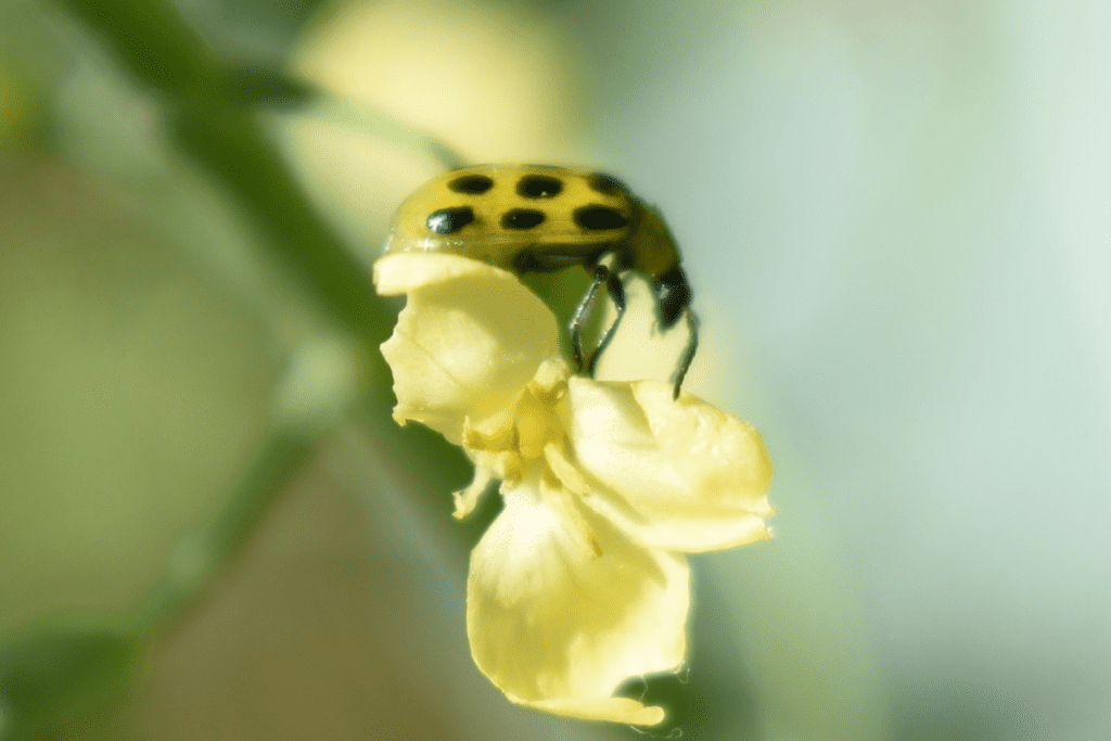 a spotted cucumber beetle feeding on a cucumber blossom