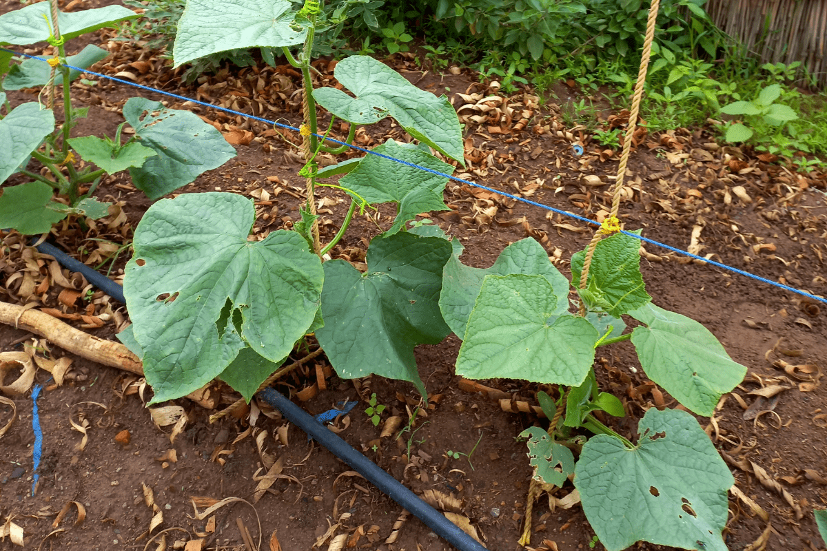 What causes holes in cucumber leaves? - Growing Happy Plants