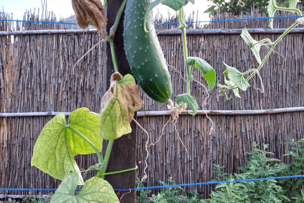 cucumber leaves turning yellow due to soil deficiencies