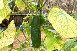 cucumber plant with yellow cucumber leaves