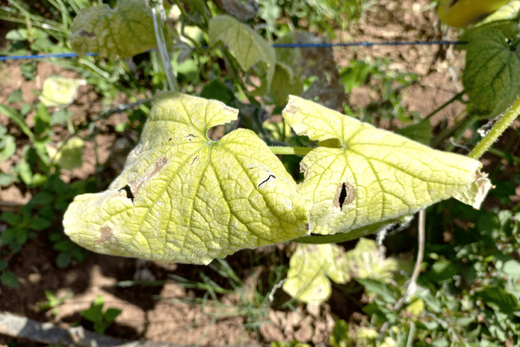 yellow cucumber leaves due to lack of water