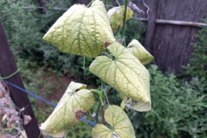 cucumber leaves drying up