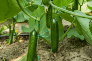 cucumber growing in a greenhouse in winter