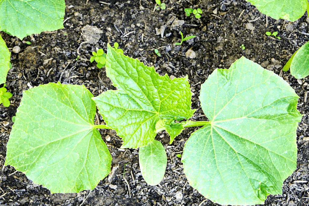 young cucumber plant growing leaves