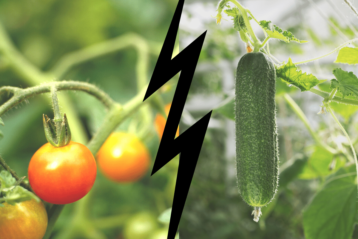 Image of Cucumbers plant next to tomatoes